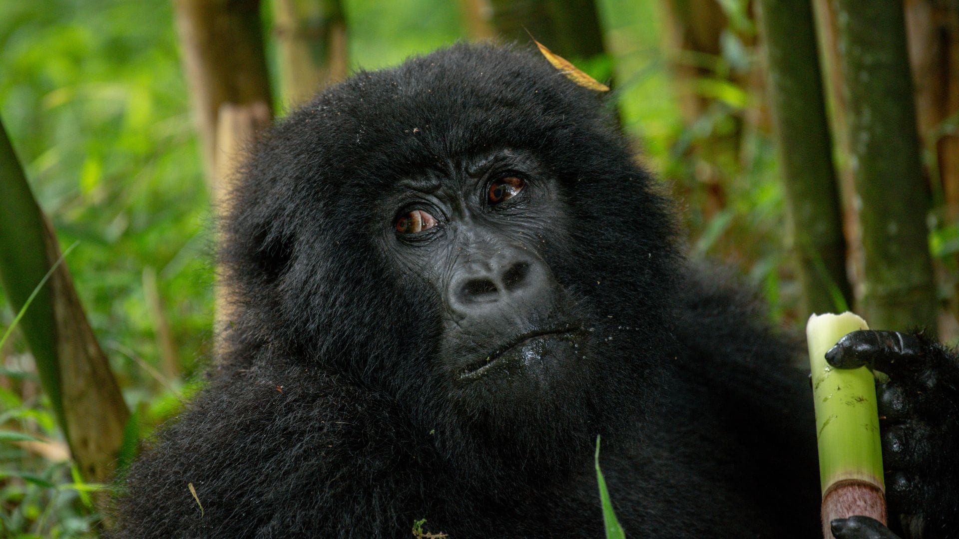 Gorilla1