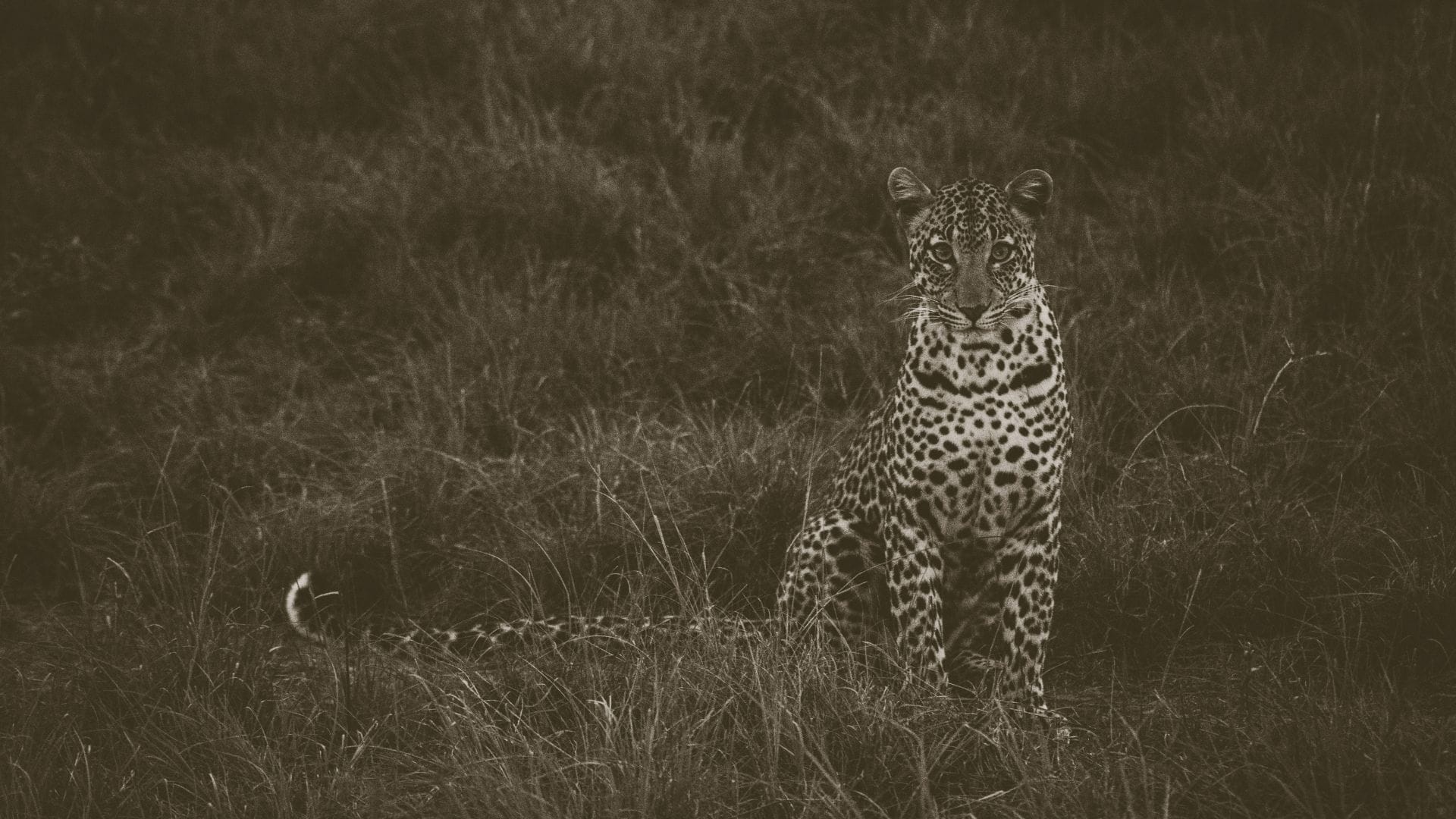 Wildlife