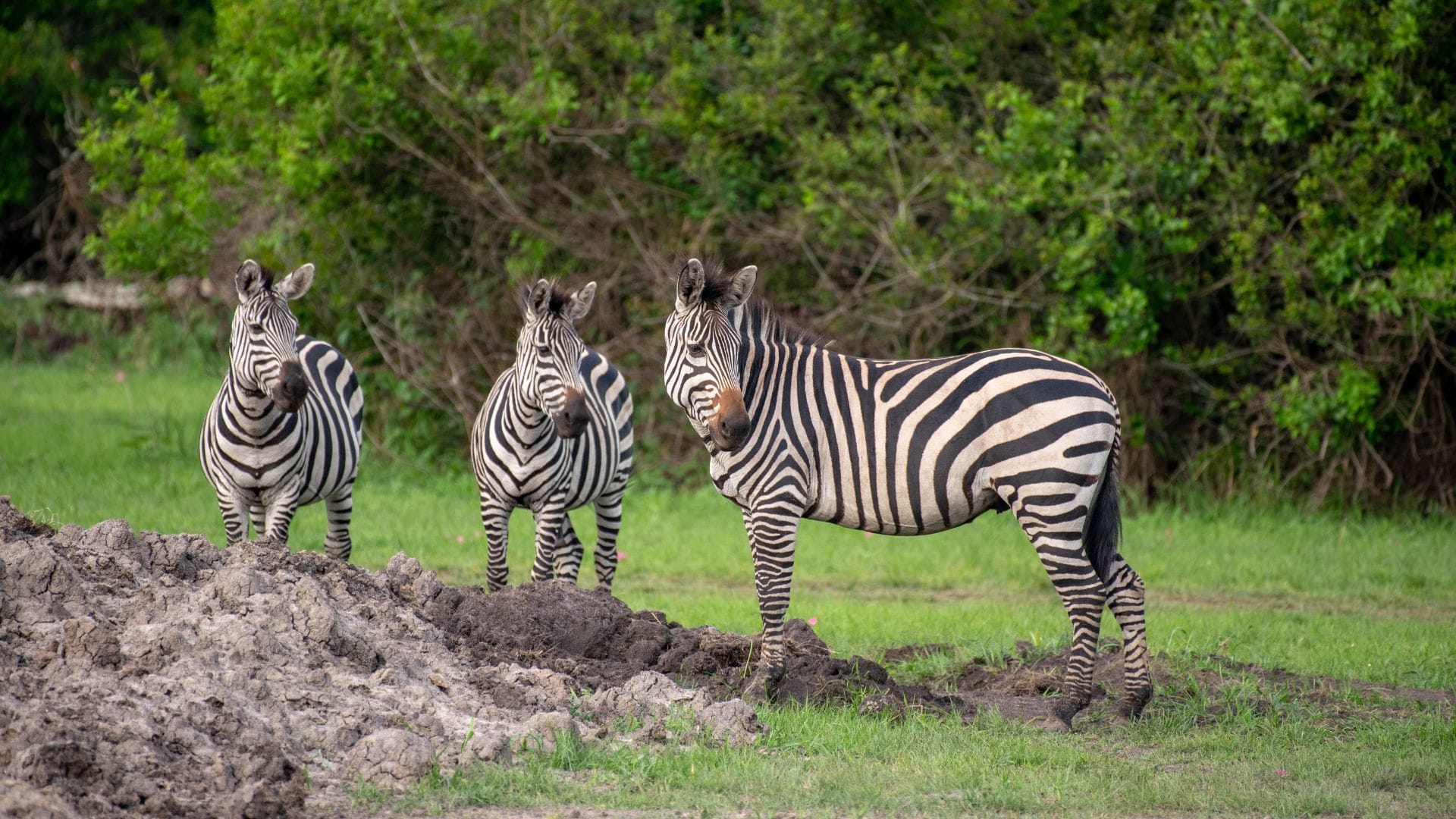 Wildlife1