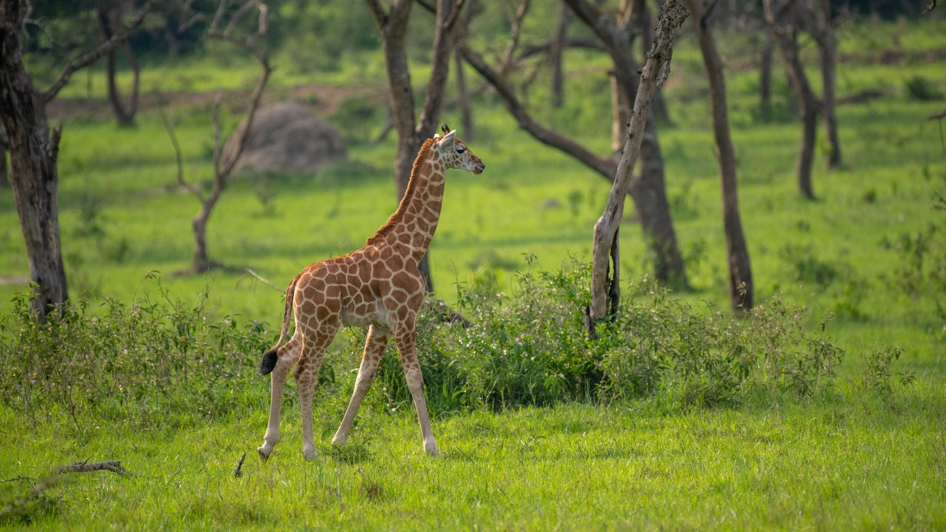 Wildlife2