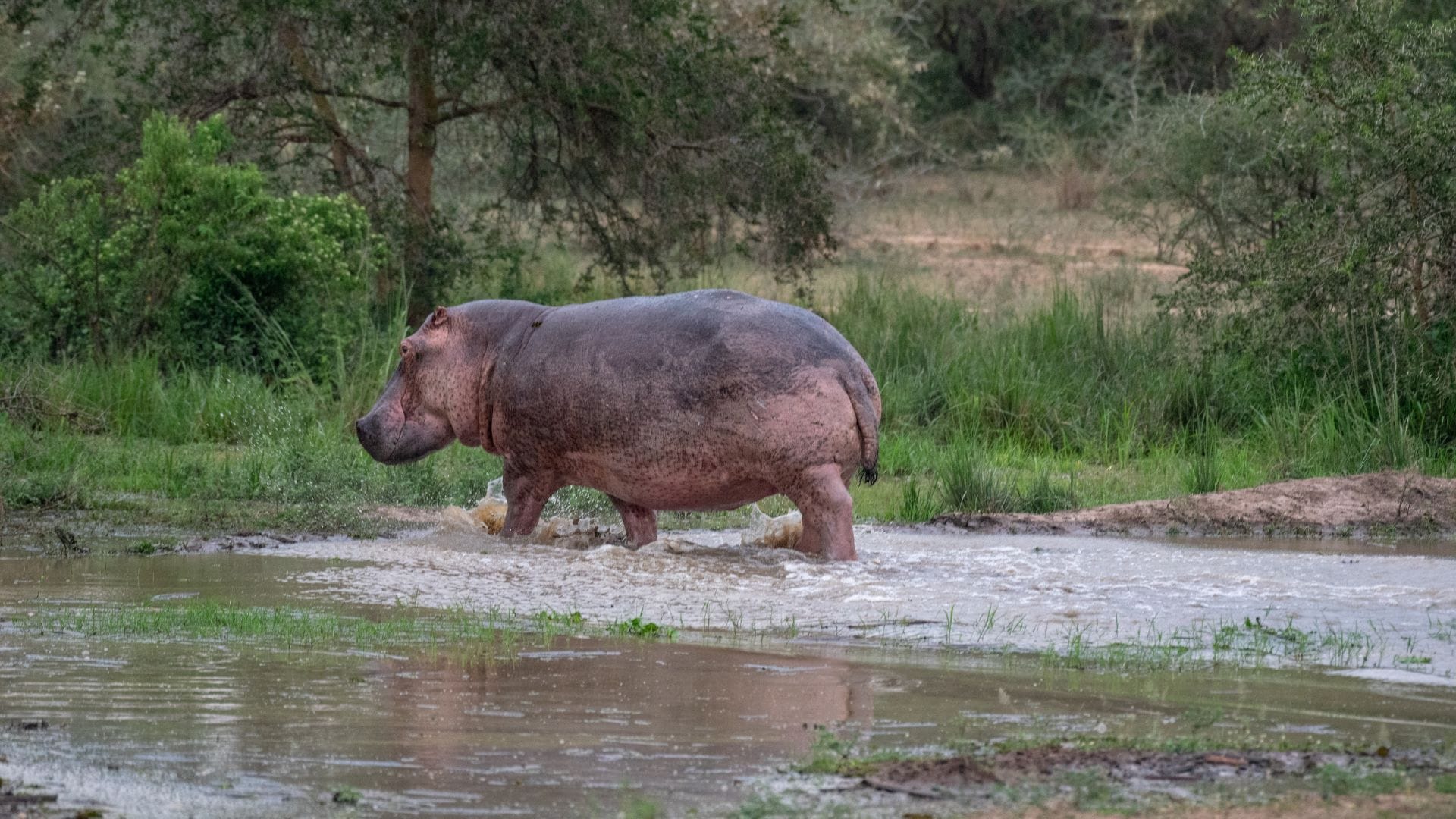 Wildlife3