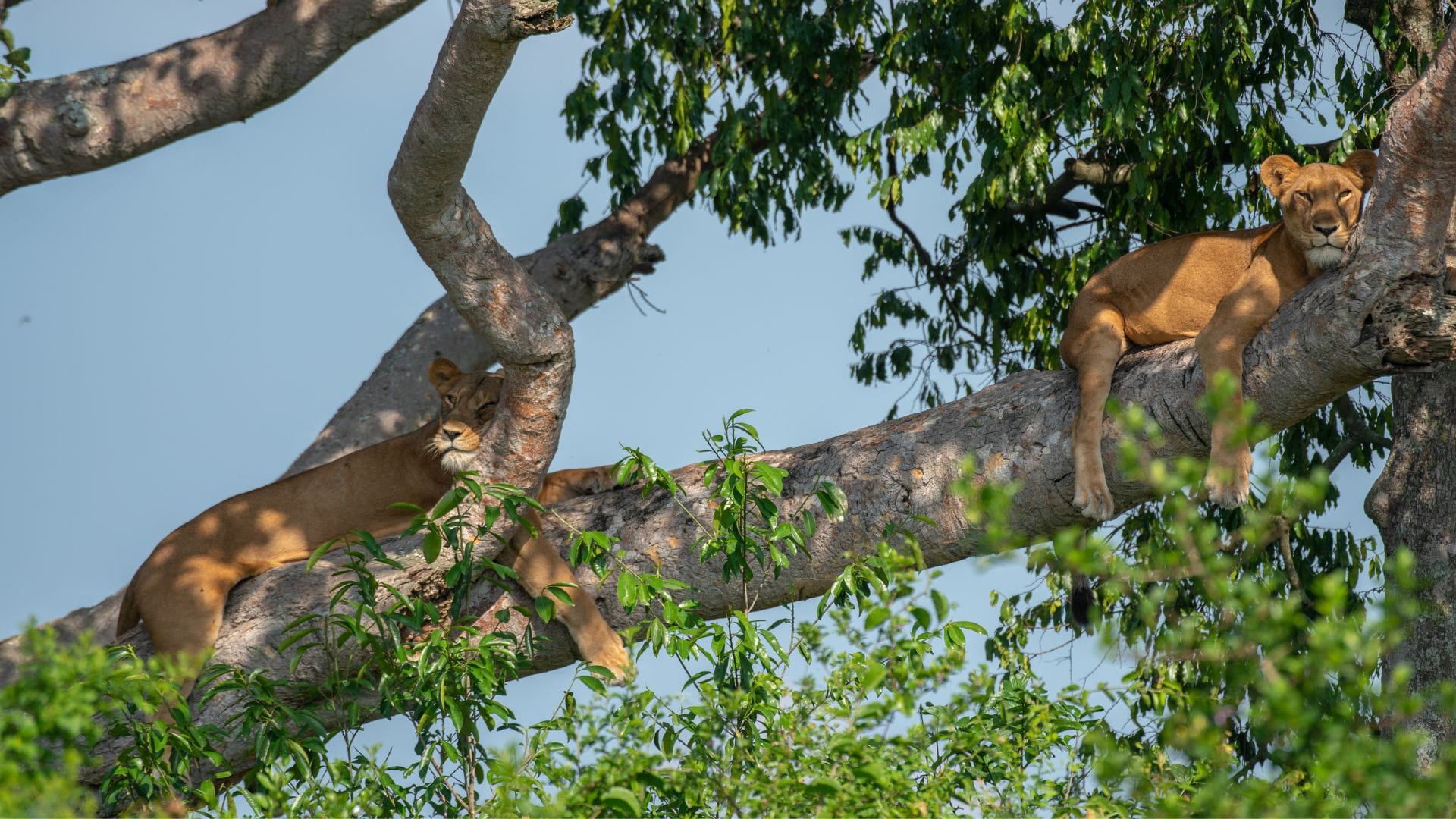 Wildlife5 (2)