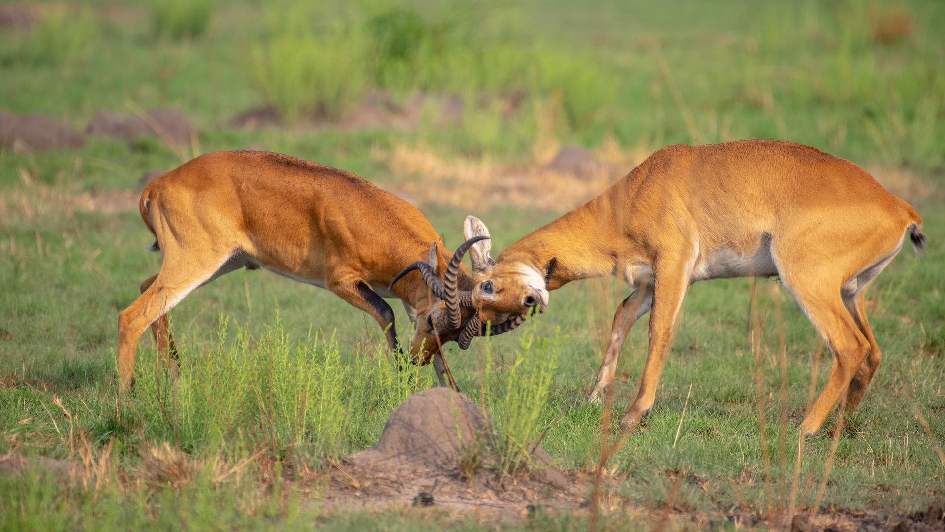 Wildlife5